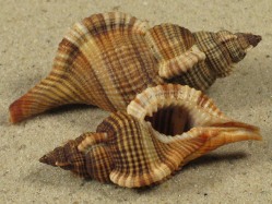 Reticutriton pfeifferianus - Ranellidae