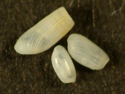 Cylichna cylindracea - Cylichnidae