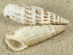 Rhinoclavis aspera - Cerithiida