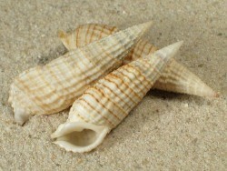 Rhinoclavis aspera - Cerithiida