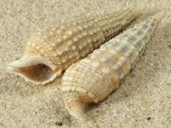 Rhinoclavis aspera - Cerithiida