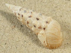 Rhinoclavis brettinghami - Cerithiida