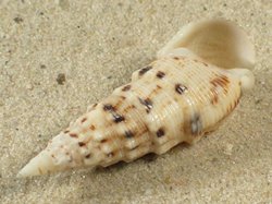 Rhinoclavis brettinghami - Cerithiida