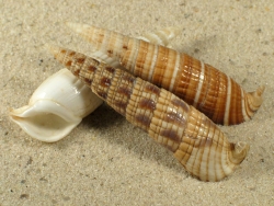 Rhinoclavis fasciata - Cerithiida