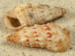 Rhinoclavis sinensis - Cerithiida