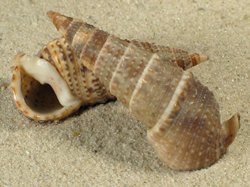 Rhinoclavis sinensis - Cerithiida