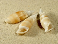 Rhinoclavis vertagus - Cerithiidae