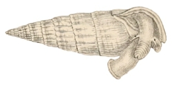 Rhinoclavis vertagus - Cerithiidae