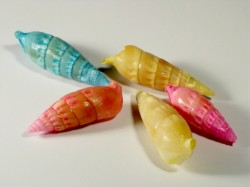 Rhinoclavis vertagus - Cerithiidae