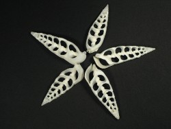 Rhinoclavis vertagus - Cerithiidae