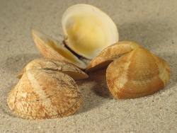 Ruditapes decussatus - Veneridae