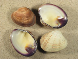 Ruditapes philippinarum - Veneridae