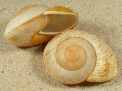 Ryssota lamarckiana - Chronidae