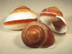 Ryssota otaheitana - Chronidae