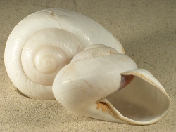 Ryssota otaheitana - Chronidae