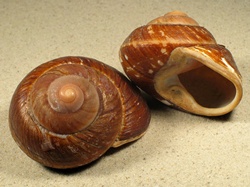 Ryssota otaheitana - Chronidae