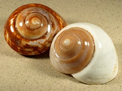 Ryssota otaheitana - Chronidae