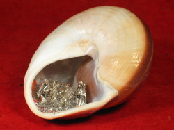 Ryssota otaheitana - Chronidae