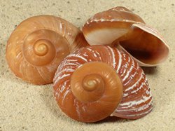 Ryssota zeus - Chronidae