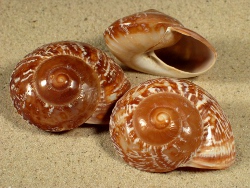 Ryssota zeus - Chronidae