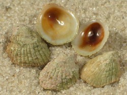 Sabia australis - Hipponicidae