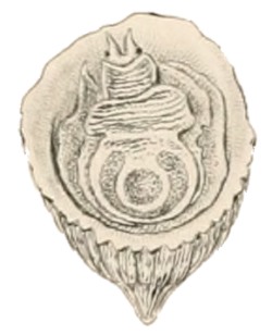 Sabia conica - Hipponicidae