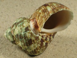 Turbo intercostalis - Turbinidae