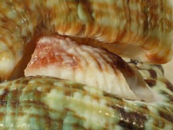 Turbo intercostalis - Turbinidae