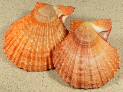 Azumapecten farreri - Pectinidae