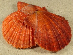 Azumapecten farreri - Pectinidae