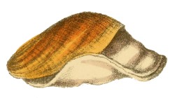 Scaphander lignarius - Scaphandridae