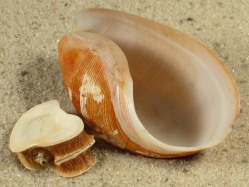 Scaphander lignarius - Scaphandridae