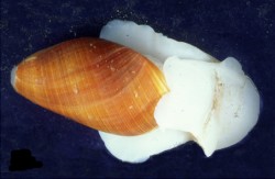 Scaphander lignarius - Scaphandridae