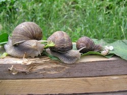 Helix pomatia - Helicidae