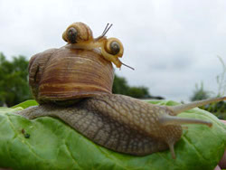 Helix pomatia - Helicidae