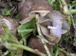 Helix pomatia - Helicidae