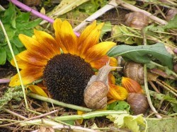 Helix pomatia - Helicidae