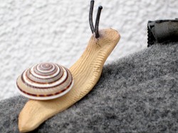 Architectonica perspectiva - Architectonidae