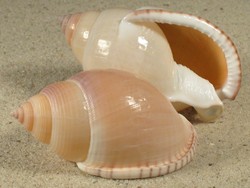 Semicassis bulla - Cassidae