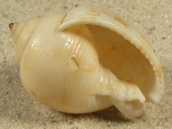 Semicassis faurotis - Cassidae