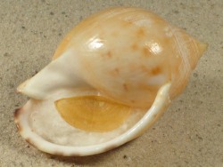 Semicassis pyrum - Cassidae