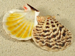 Semipallium flavicans - Pectinidae