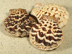 Semipallium flavicans - Pectinidae