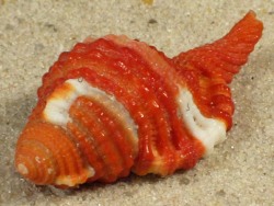 Septa bibbeyi - Ranellidae
