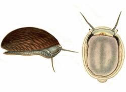 Septaria porcellana - Neritidae