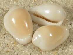 Serrata spryi - Marginellidae