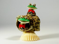 Turbo setosus - Turbinidae