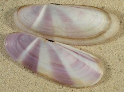 Siliqua radiata - Pharidae