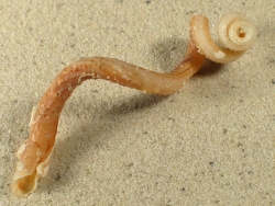 Tenagodus anguinus - Siliquariidae