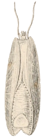 Solemya togata - Solemyidae